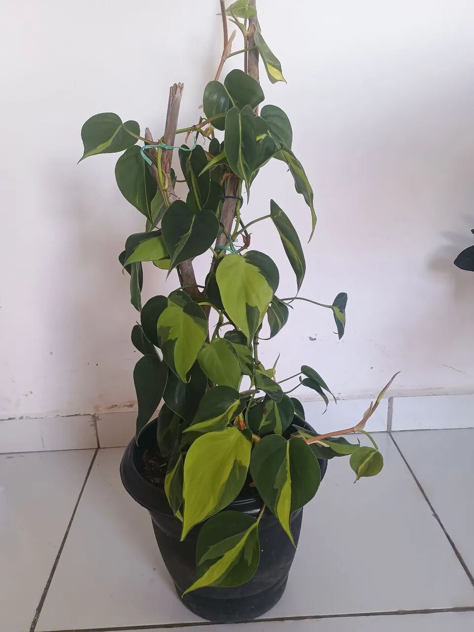 Filodendro brasileirinho  - Foto 2