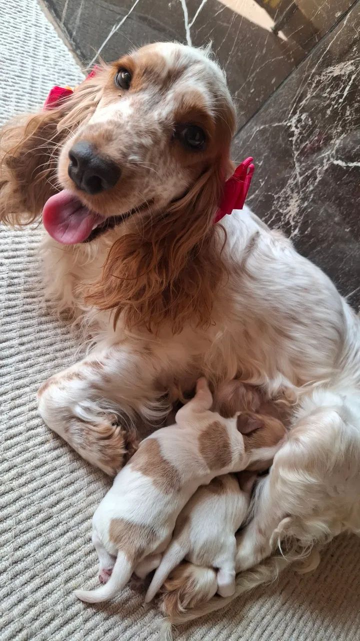 Coocker spaniel Fêmea  - Foto 5
