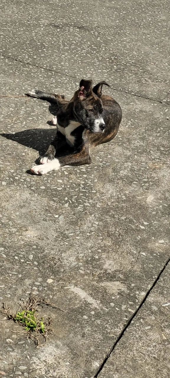 Dou-se cachorro  - Foto 2