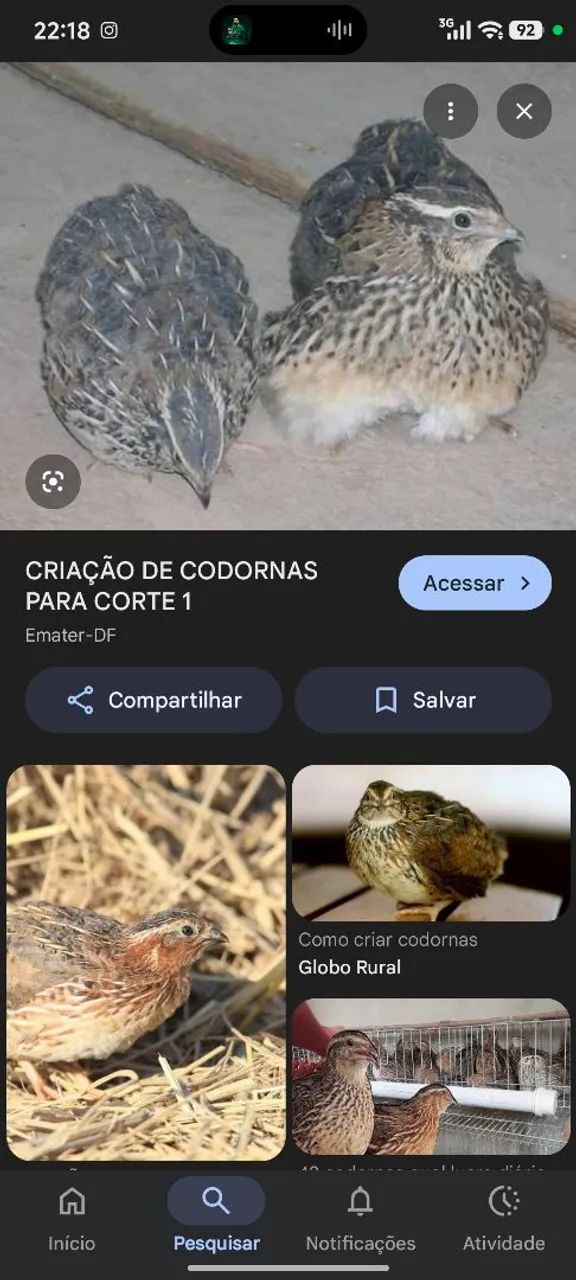 Vendo Codornas 