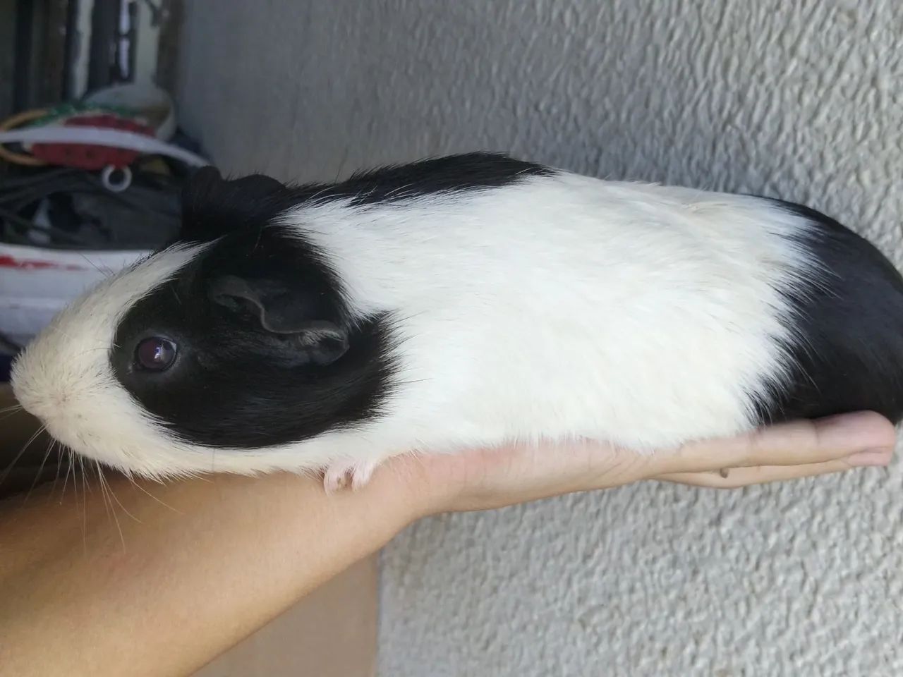 Porquinho da índia  - Foto 4