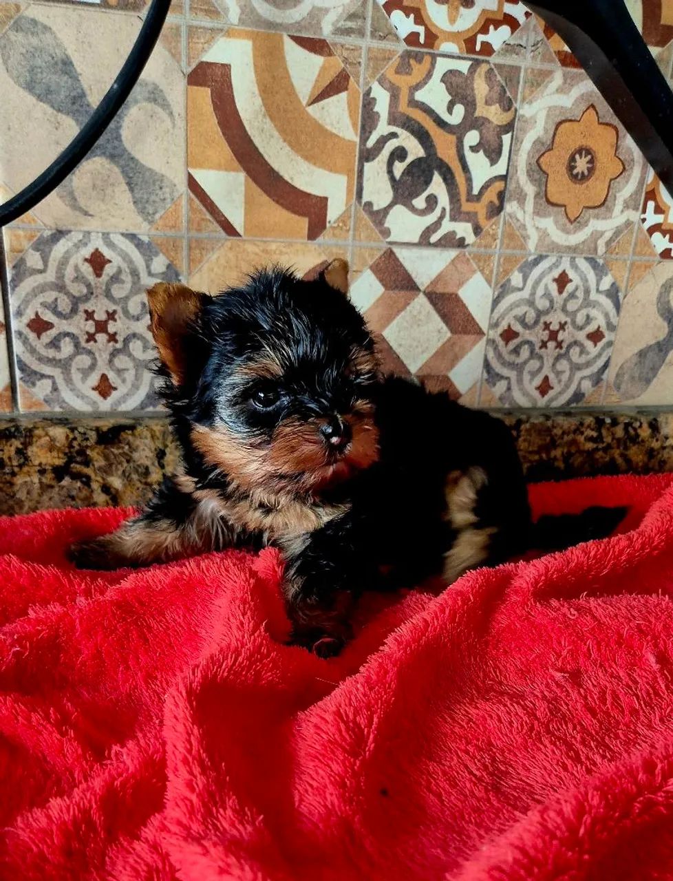 Yorkshire terrier  - Foto 4