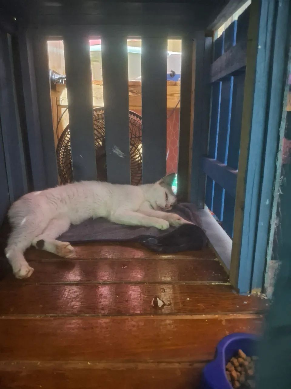 Hospedagem felina - Foto 2