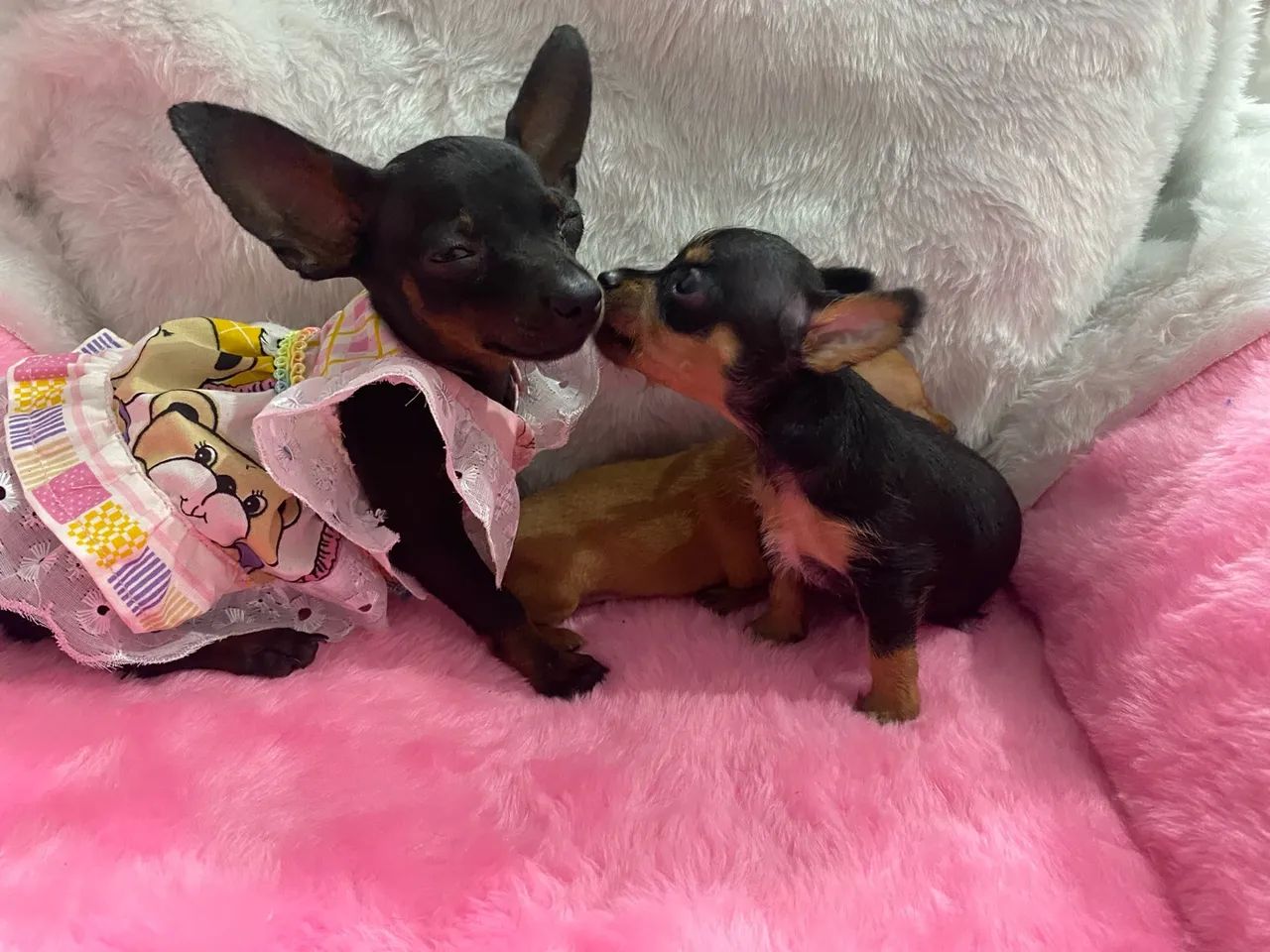 Filhotes de Pinscher  - Foto 4