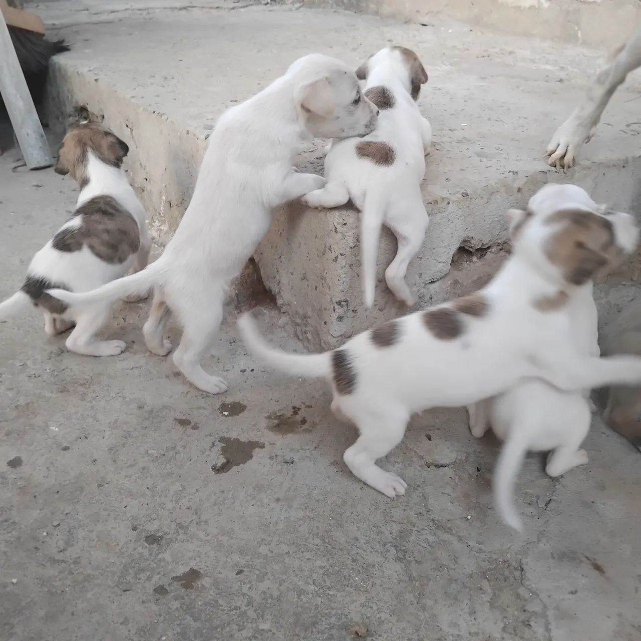 Cachorros para doação 