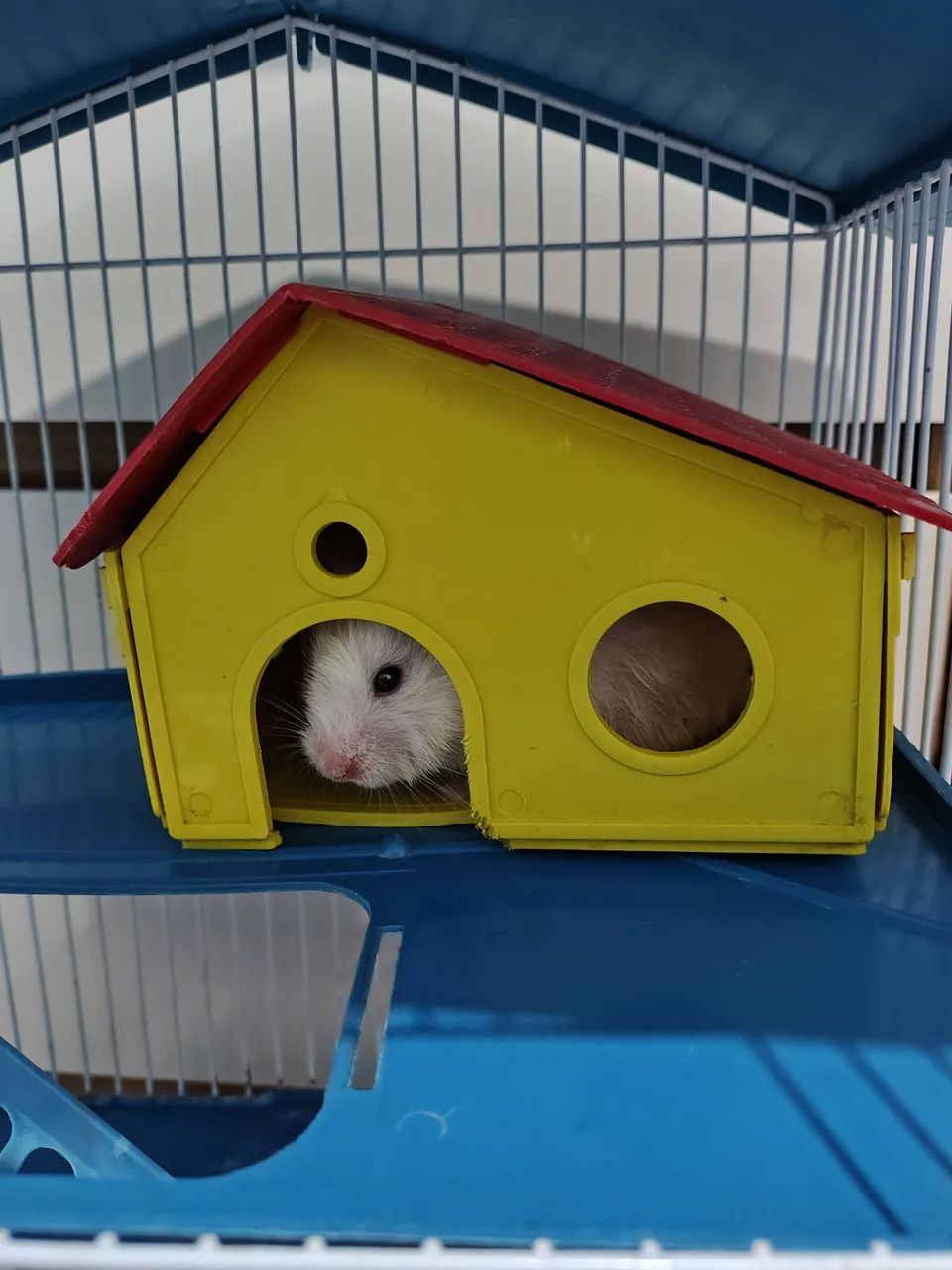 Casinha de hamster com uma hamster fêmea ? 