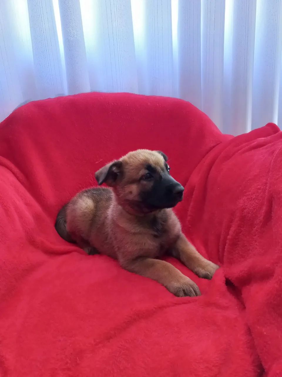 Ninhada de pastor belga malinois 