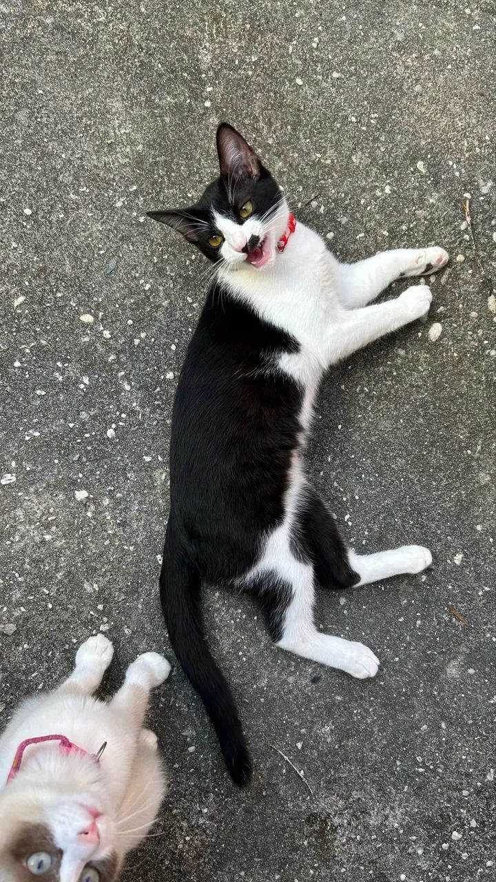 Gato MACHO frajolinha  - Foto 3