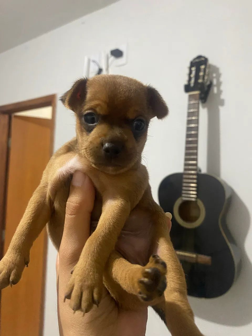 Pinscher