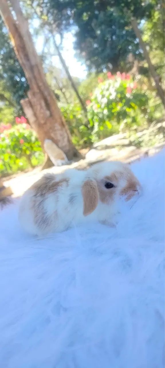 Bebês mini lop uruguaio - a raça mais dócil de mini coelho  - Foto 2