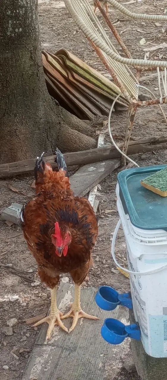 Frango GSB de Ótima Linhagem R$ 200,00 - Foto 2