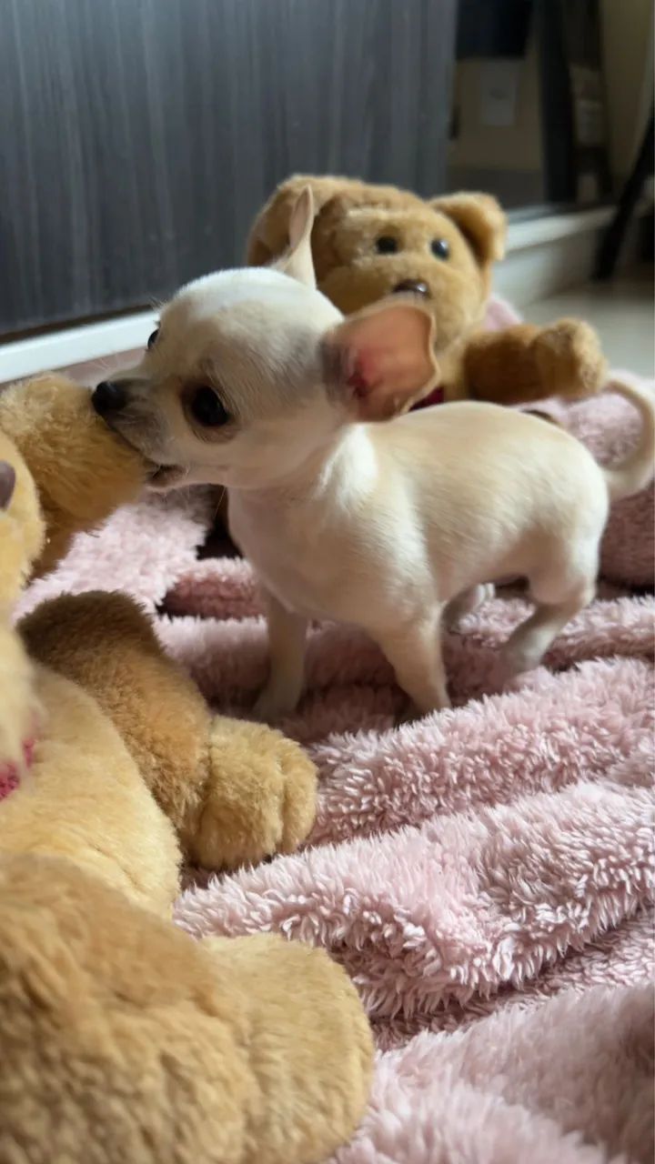 Chihuahua  - Foto 2
