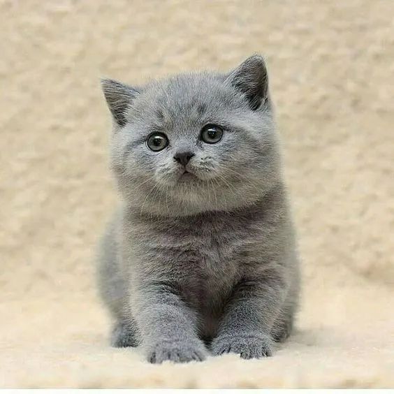 British Shorthair Machos e Femeas 
