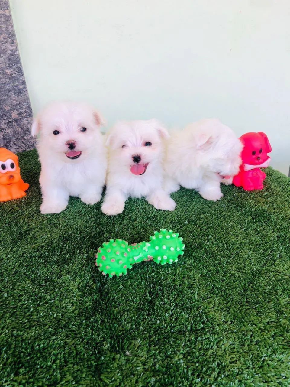 Maltês mini e padrão  - Foto 3