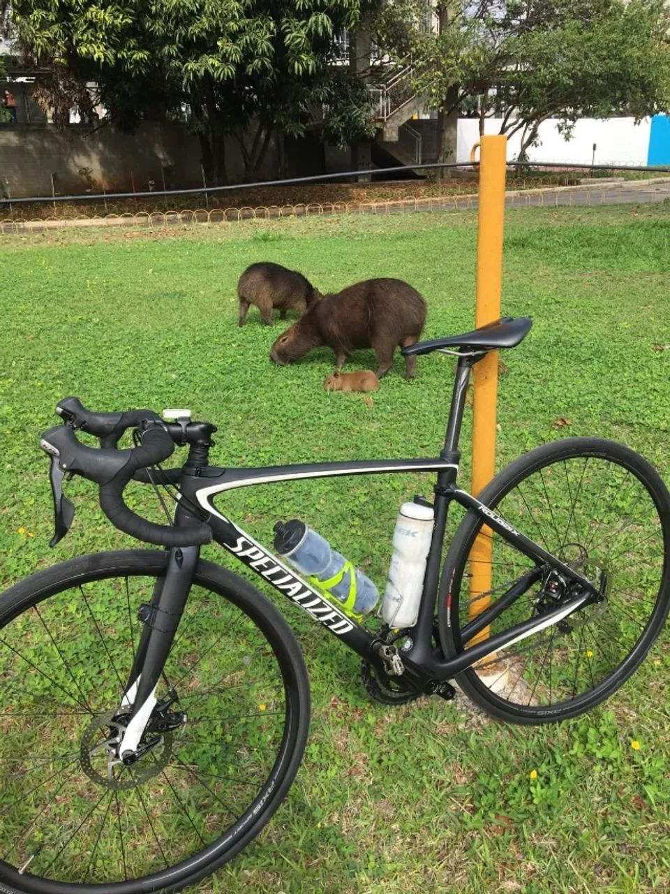 SPECIALIZED ROUBAIX SL4 - Foto 2