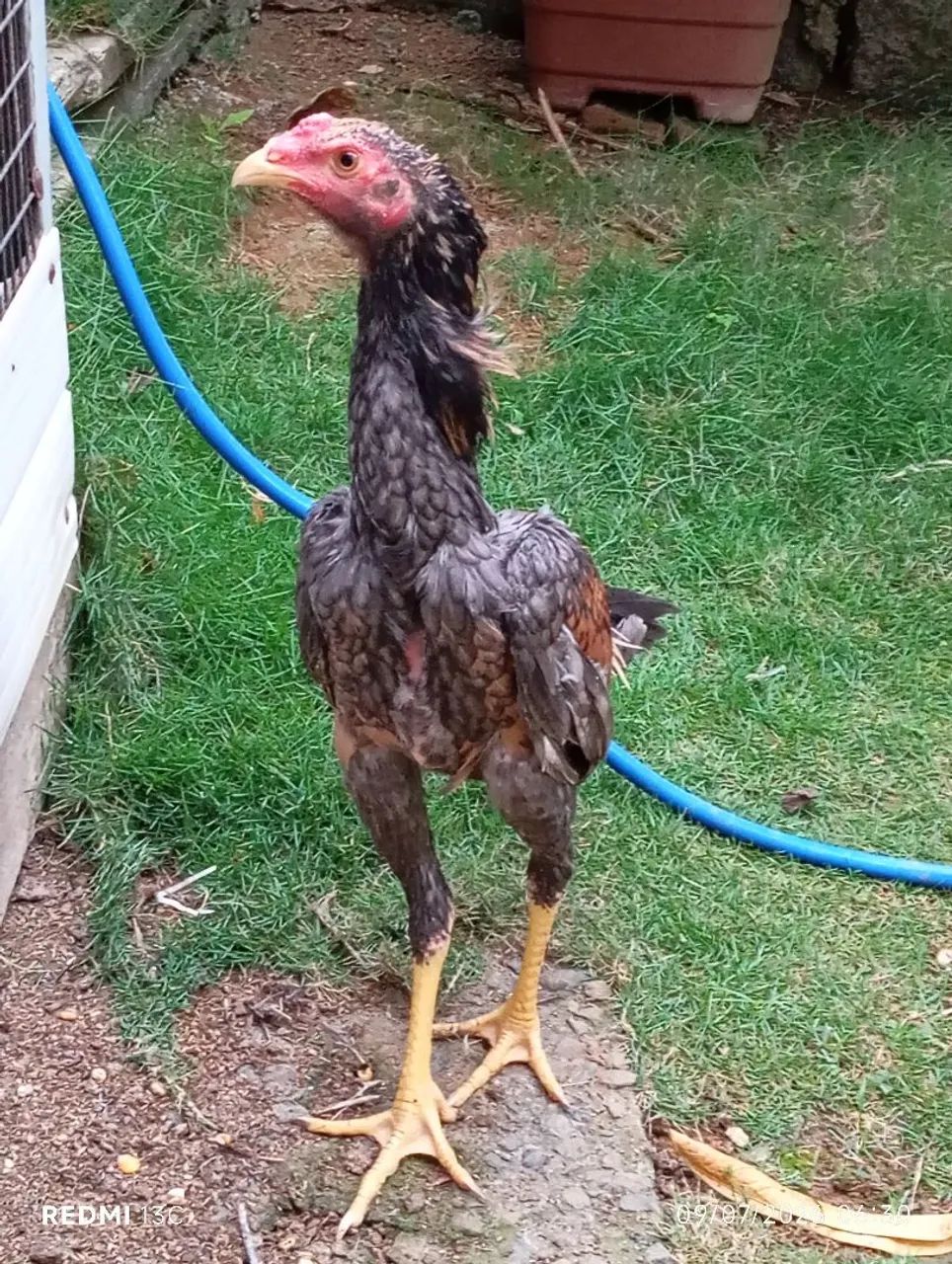 Frango índio puro  - Foto 5