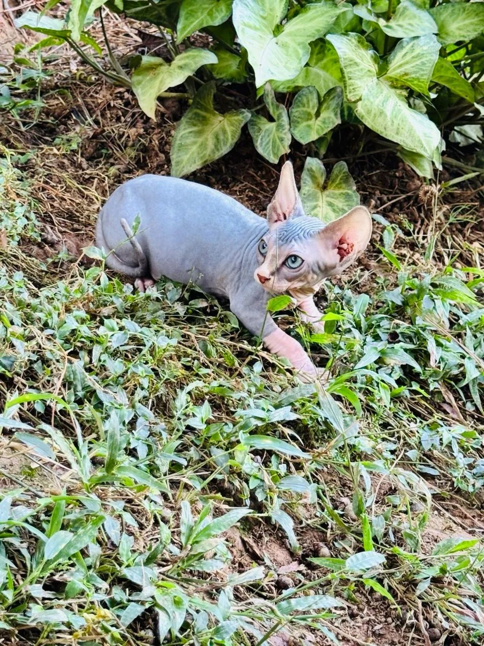 Filhotes de Sphynx - Foto 3
