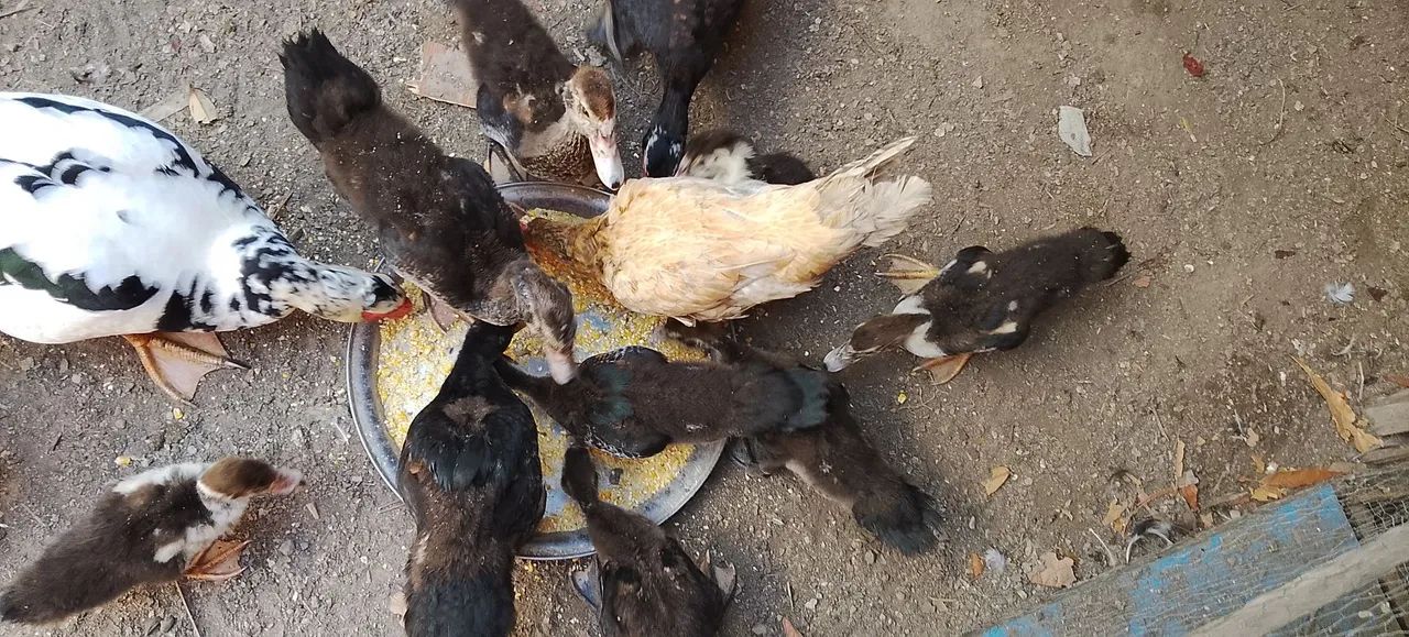 Galinhas e patos - Foto 4
