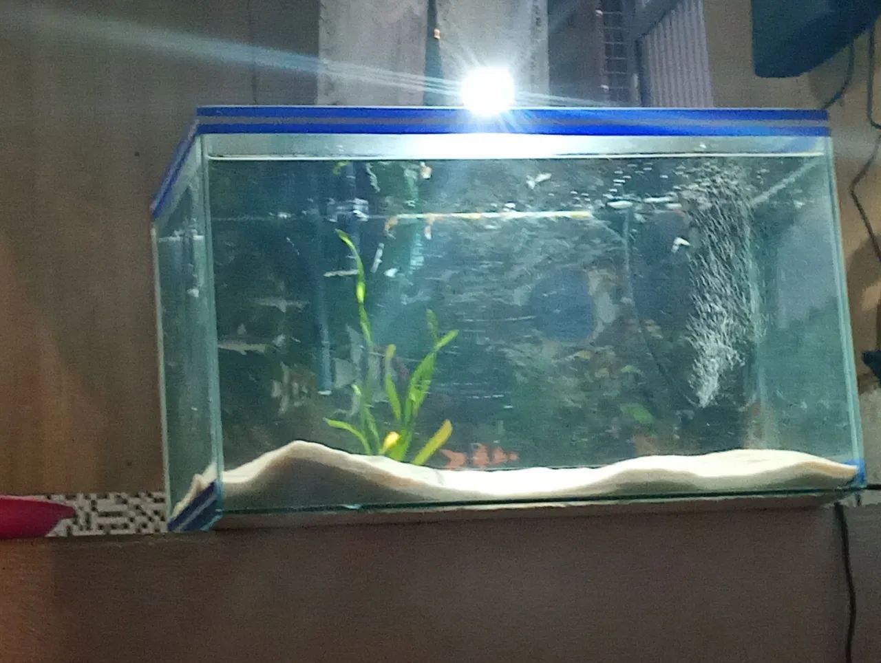 Aquário de 40 litros.. completo com 2 bombas..areia.. planta viva - Foto 2