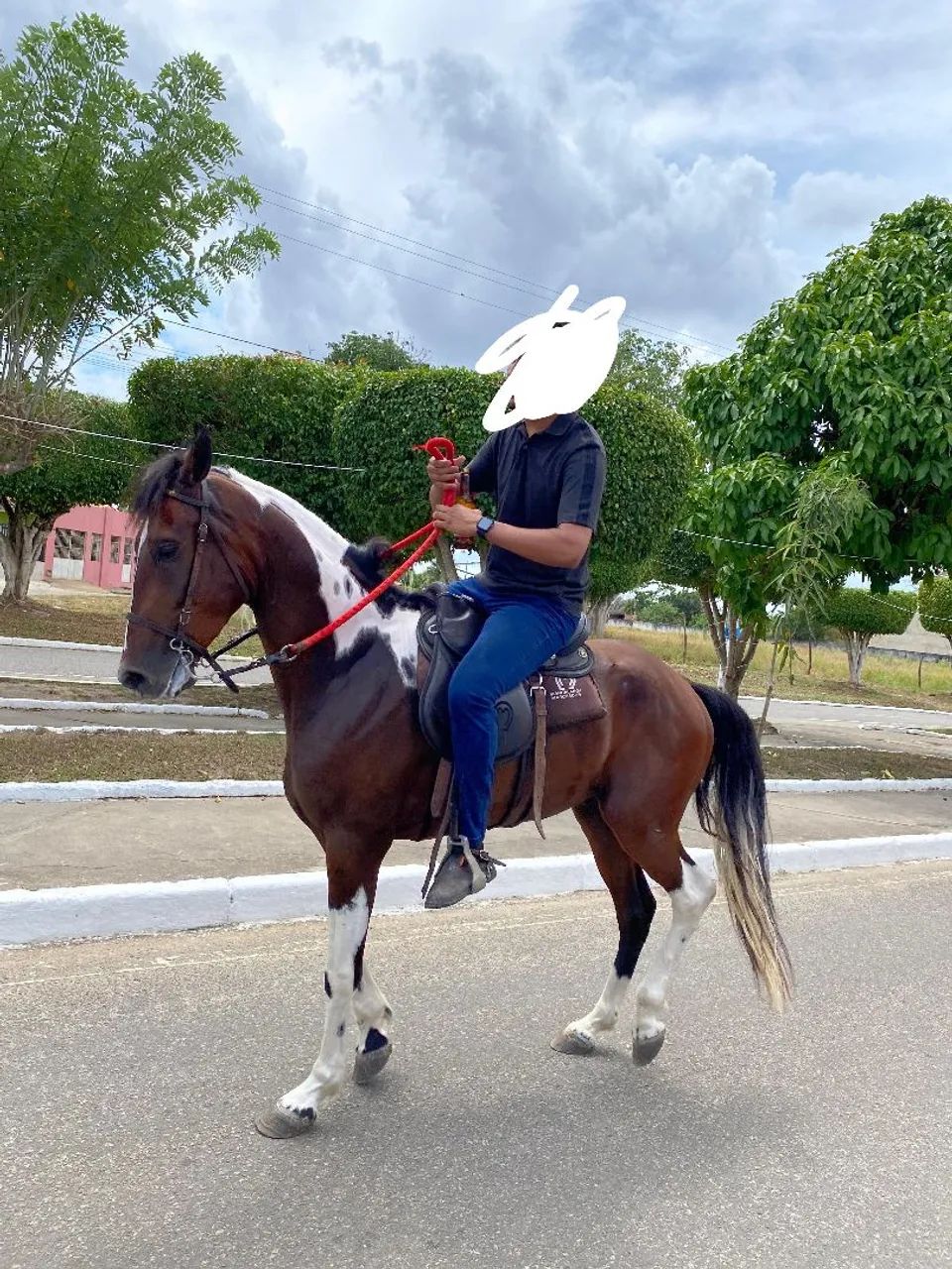 cavalo mangalarga ótima qualidade  - Foto 4