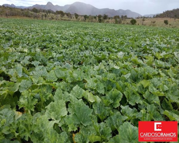 Sítio à venda em Ruy barbosa, Itaberaba cod:FA00004 - Foto 4