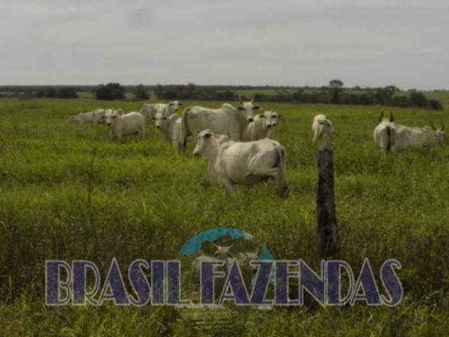 Fazenda em Barreiras. Oeste da Bahia - Foto 5