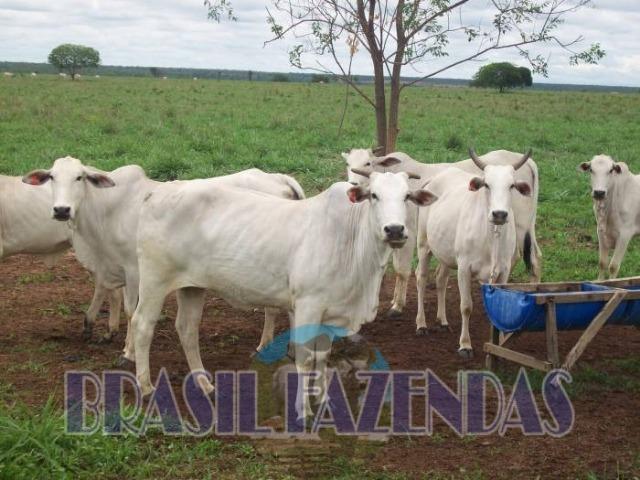 Fazenda em Barreiras. Oeste da Bahia