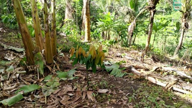 Ubaitaba. Fazenda de 78 Hectares, toda arrumada com infraestrutura e produção. - Foto 12