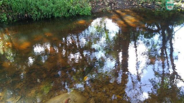 Ubaitaba. Fazenda de 78 Hectares, toda arrumada com infraestrutura e produção. - Foto 6