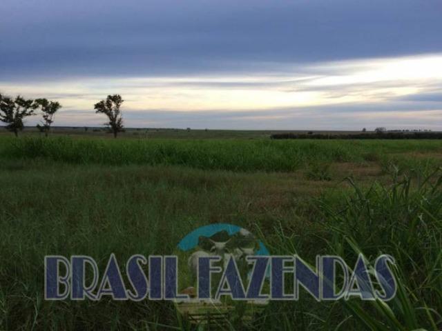 Fazenda em Barreiras. Oeste da Bahia - Foto 3