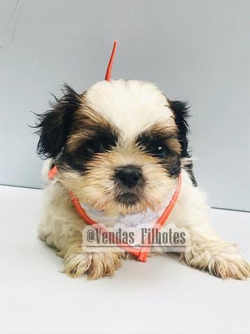Shihtzu linhagem pura e micro - Foto 2