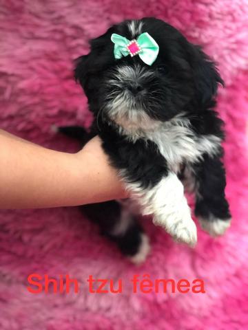 Shihtsu Fêmea em nossa loja