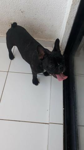 Vende-se bulldog francês - Foto 4
