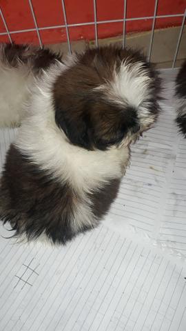 Shihtzu