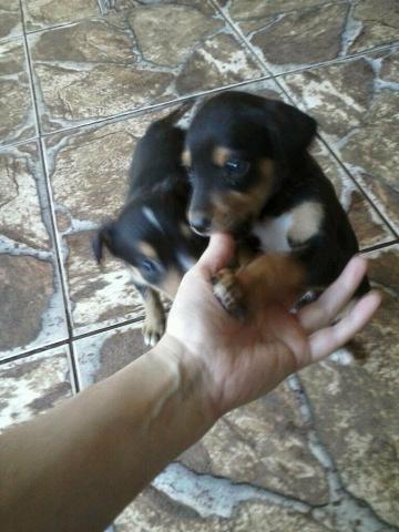 Rottweiler x labrador só 100 - Foto 3