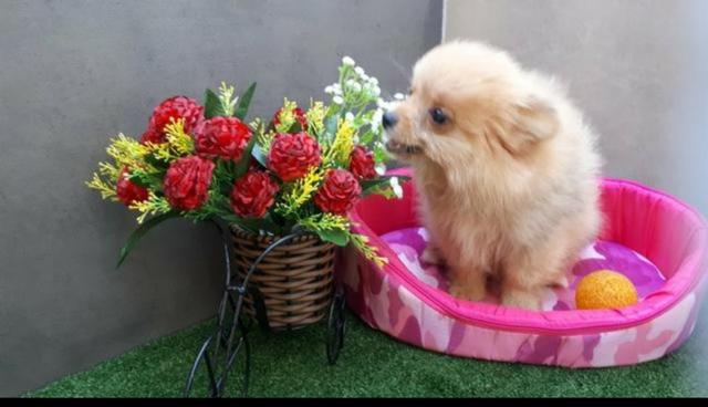 Spitz Alemão filhote Macho/Femea a partir de 1.000,00 - Foto 3