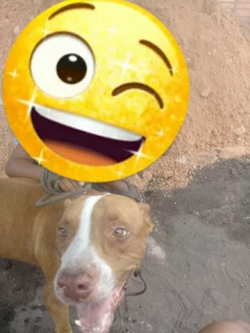 Procurando uma namorada petbul - Foto 2