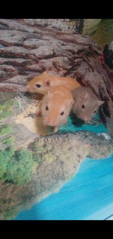 Gerbil adultos e filhotes - Foto 2