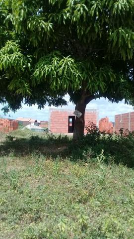 Terreno Em Berimbau - Foto 3