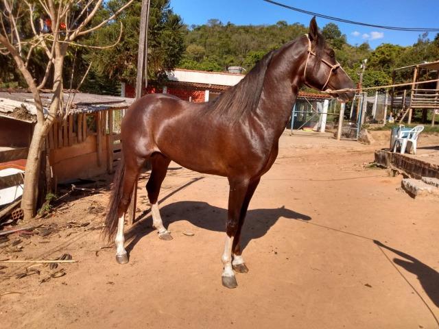 Cavalo Mangalarga Paulista - Foto 2