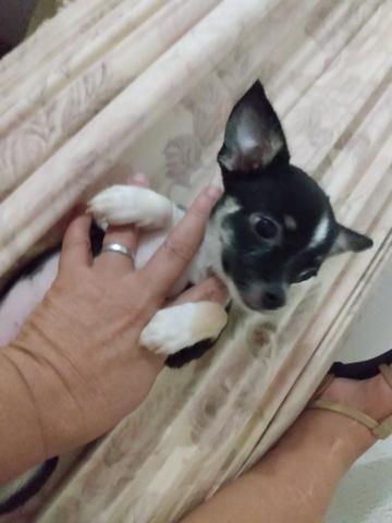 Chihuahua fêmea 1.500 3× sem juros - Foto 2
