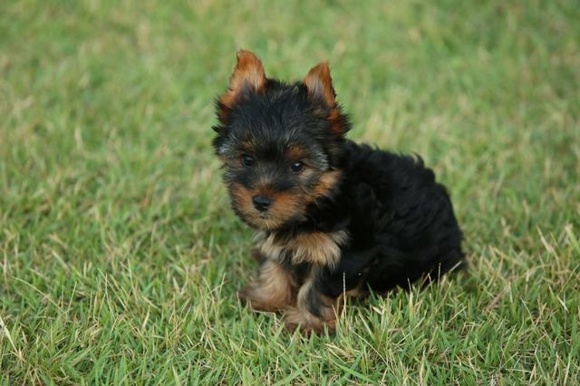Filhotes de yorkshire terrier - Foto 3