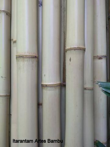 Bambu cana da índia de 4 cm a 5 cm de diâmetro