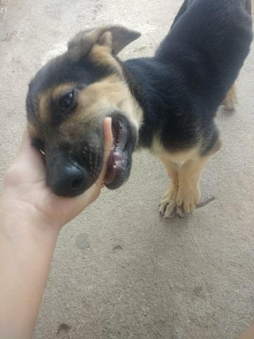 Vendo 500