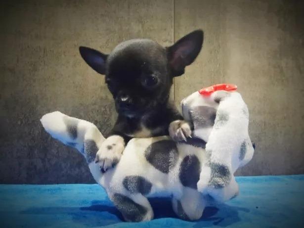 Chihuahua o menor cão do mundo! (11) 3862-3206 whats comercial