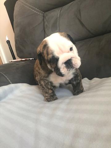 Bulldog Inglês branco/malhado/vermelho/red brindle, com garantias genéticas e suporte vet! - Foto 2