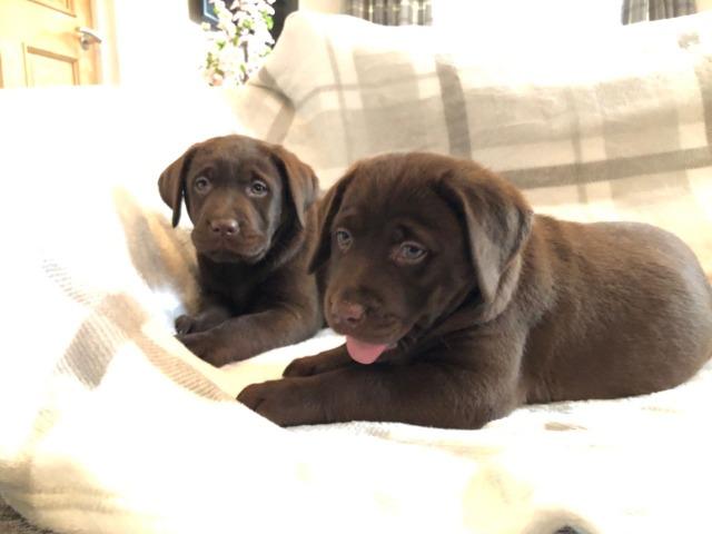 Labrador filhotes maravilhoso, * - Foto 4
