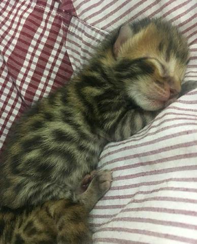 Mini onças, vendo filhote de Bengal o gato de bengala - Foto 2