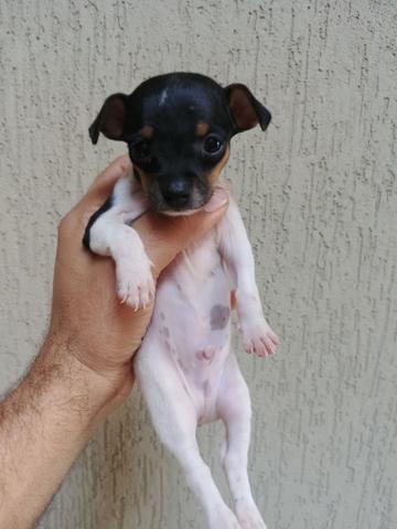 Pinther - Foto 6