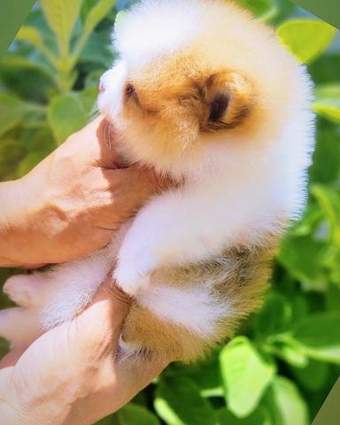Lulu da Pomerânia (Spitz alemão anão linhagem importada